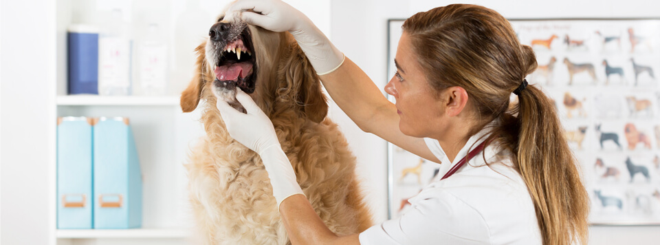 Zahnstein bei Hunden vorbeugen &amp; entfernen BELCANDO®